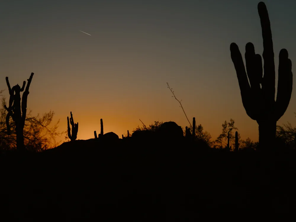 Saguaro silhouettes beneath a Phoenix sunset